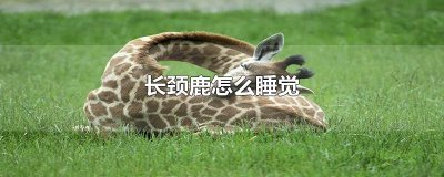 ​长颈鹿怎么睡觉