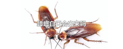 ​蟑螂白天会出来吗