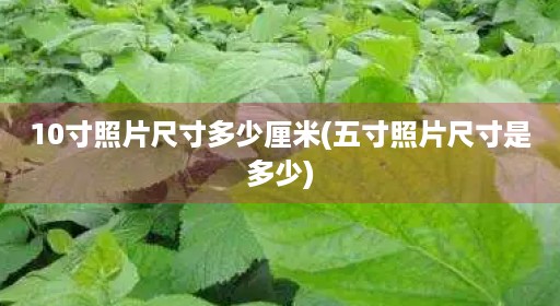 10寸照片尺寸多少厘米(五寸照片尺寸是多少)