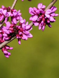 ​紫金花和紫荆花(紫金花树图片大全)