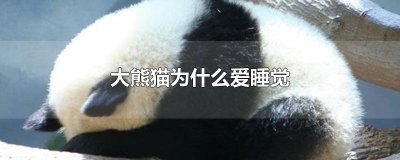 ​大熊猫为什么爱睡觉