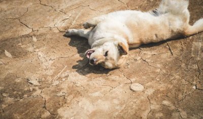 ​最忠诚的狗排名（世界上护主人的忠犬排名）