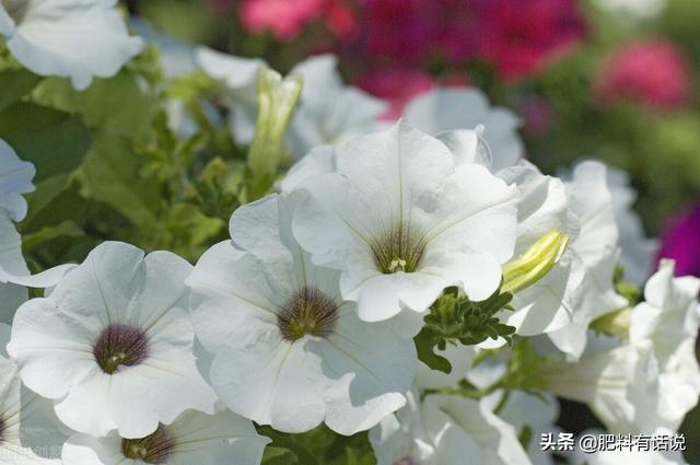 矮壮素是什么生长调节剂 植物生长调节剂(1)