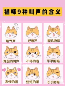 ​猫叫是什么征兆（猫叫怎么办）