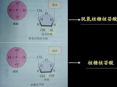 ​脱氧核糖是什么（脱氧核糖的含义）