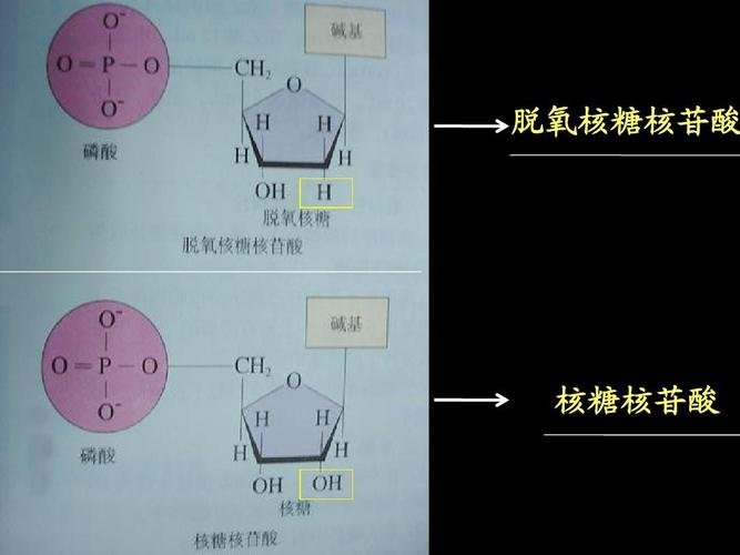 脱氧核糖是什么（脱氧核糖的含义）