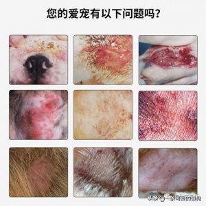 ​狗狗身上的皮肤病怎么治疗能好？狗狗皮肤病治疗方法