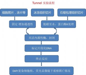 ​免疫组化技术步骤（免疫组化步骤）