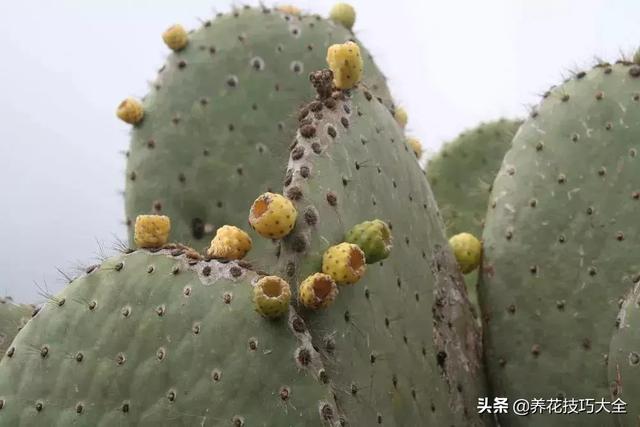 哪些沙漠植物可以一年四季常绿（特别耐旱的4种沙漠植物）(4)