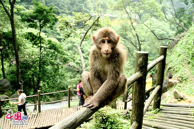 峨眉山自由行路线图最新（峨眉山大环线的经典线路）(20)