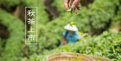 ​秋茶什么梗，鼎茗荟白茶什么级别？