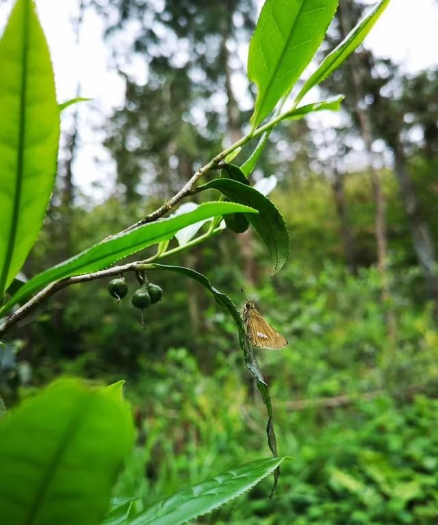 秋茶什么梗，鼎茗荟白茶什么级别？图4