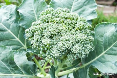 ​西兰花种植技术与方法（西兰花栽培技术）