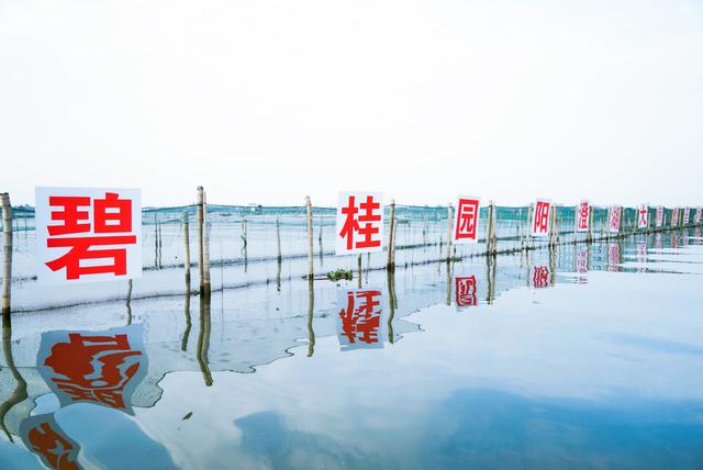 阳澄湖大闸蟹哪个地方的好吃（阳澄湖的大闸蟹一捞起来就能吃）(5)