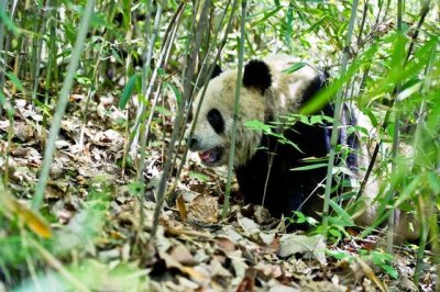 ​真实的大熊猫的故事（世界性的成功保护故事）