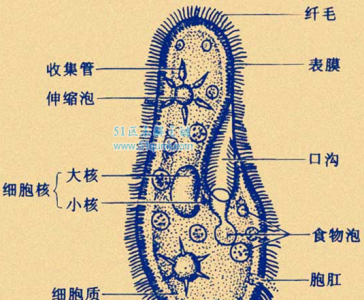 ​草履虫的构造图详解 它果然是本核生物吗?