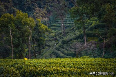 ​野茶属于什么茶（市场上的野茶能放心喝吗）