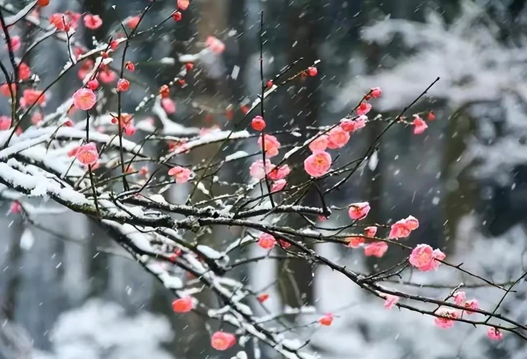 李清照 年年雪里（宋词清平乐年年雪里古诗赏析）(图2)