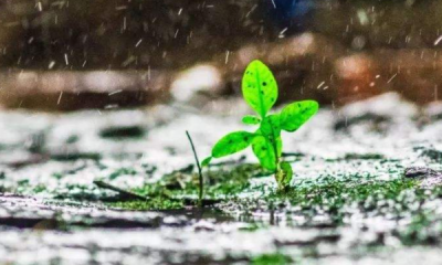 ​久旱逢甘雨的下一句,久旱逢甘露的下一句