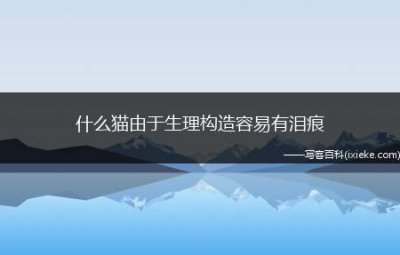 ​什么猫由于生理构造容易有泪痕