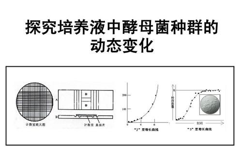 酵母菌发酵的过程是否需要淀粉