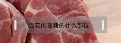 ​罗汉肉在猪的身上哪个部位,猪的罗汉肉是哪个部位的