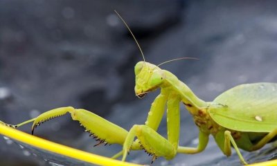 ​螳螂肚子里的虫子，螳螂的肚子里真的有虫吗？像一条线一样的虫？