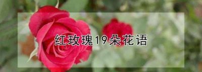 ​9朵玫瑰花语,红玫瑰9朵花语是什么