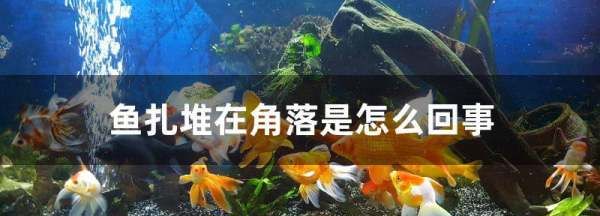 鱼扎堆在角落是怎么回事,鱼老扎堆是怎么回事图2