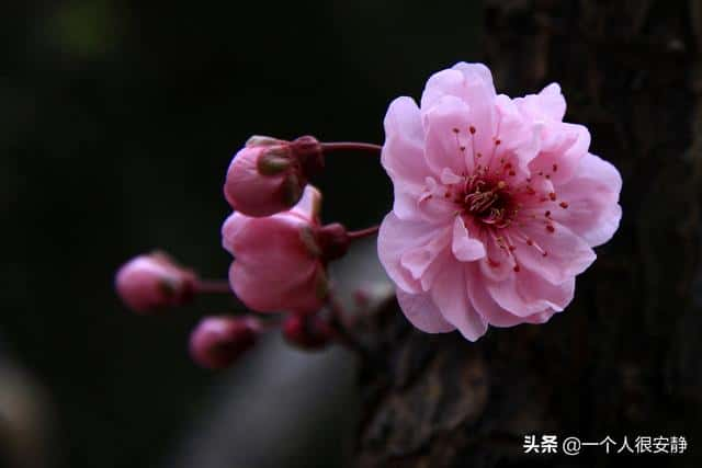 花中四君子梅兰竹菊是什么的象征（梅兰竹菊的象征意义）