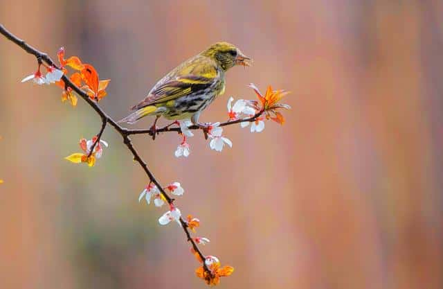 春天到黄鹂叫（关于黄鹂的诗句）