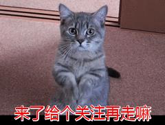 猫把背拱起来是为什么（猫把背拱起是什么原因）