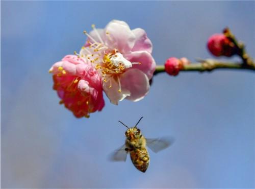 梅花是什么季节开的(梅花几月份开花)