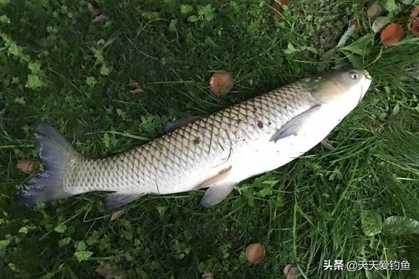 正在下雨钓鱼是钓底吗(下雨应该钓底还是钓浮)