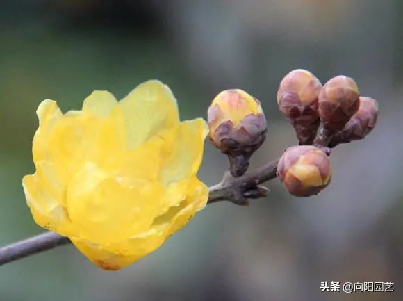 腊梅花的其他特点（腊梅花的特点）