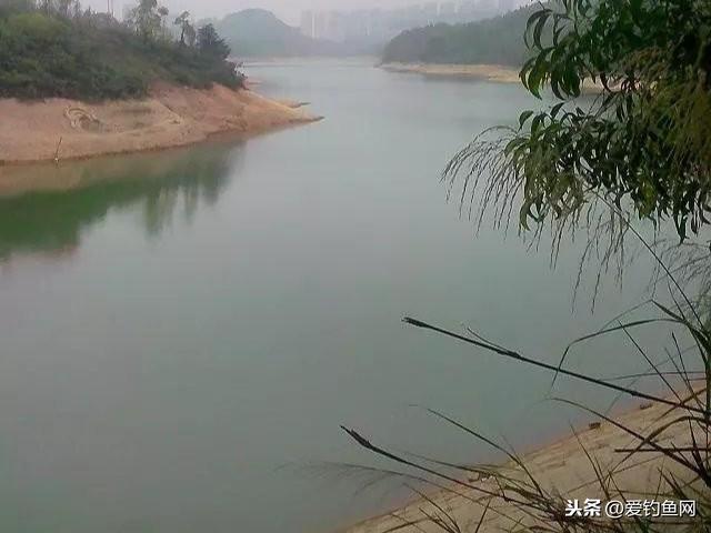 夏季钓鲢鳙的最佳时间(夏季钓鲢鳙什么时间段最好钓)