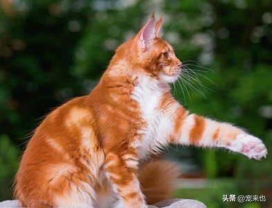 ​小奶猫多大开始认主人_养猫指南（小猫养多久才认主人）