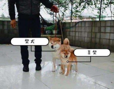 ​豆柴犬和柴犬对比（豆柴犬和柴犬的区别）