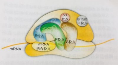 ​pdg1730核糖体结合位点(核糖体结合位点和sd序列)