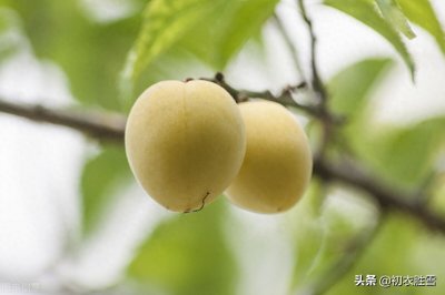 ​梅雨诗词五首：熟尽黄梅雨意深，梅子黄时雨