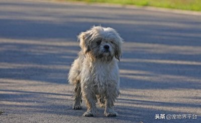 ​流浪猫狗喂食注意事项