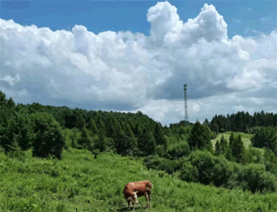 ​什么的阳光填空（什么的阳光填空二年级下册答案）