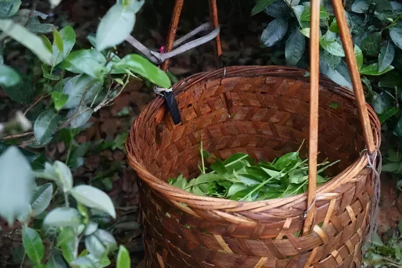 岩茶属于什么茶（盘点常见的几种岩茶）-