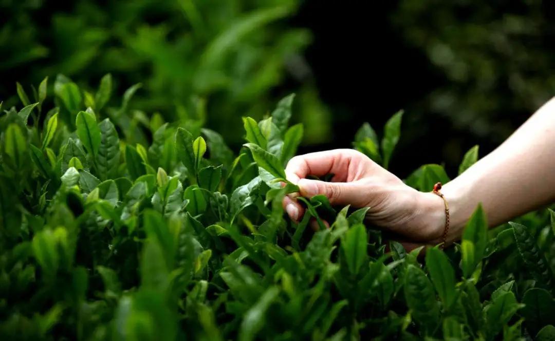 岩茶属于什么茶（盘点常见的几种岩茶）-