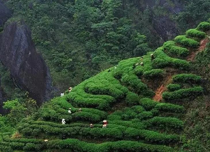 岩茶属于什么茶（盘点常见的几种岩茶）-