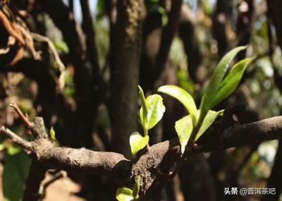 ​普洱茶产地哪里的最好（普洱茶三大主产区的特点，哪个产区的茶更受欢迎？）