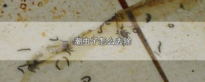 ​怎样清除潮虫 潮虫怎么处理干净