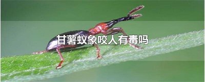 ​为什么会出现甘薯蚁象 为什么家里会有甘薯蚁象