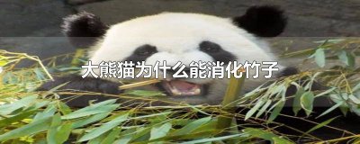 ​大熊猫为什么能消化竹子 大熊猫为什么能消化竹子的原因