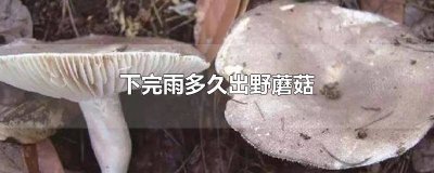 ​雨后野蘑菇多久长出来 雨后第几天采蘑菇